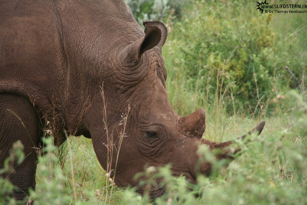 IMG 8355-Kenya, guarded rhino in Masai Mara